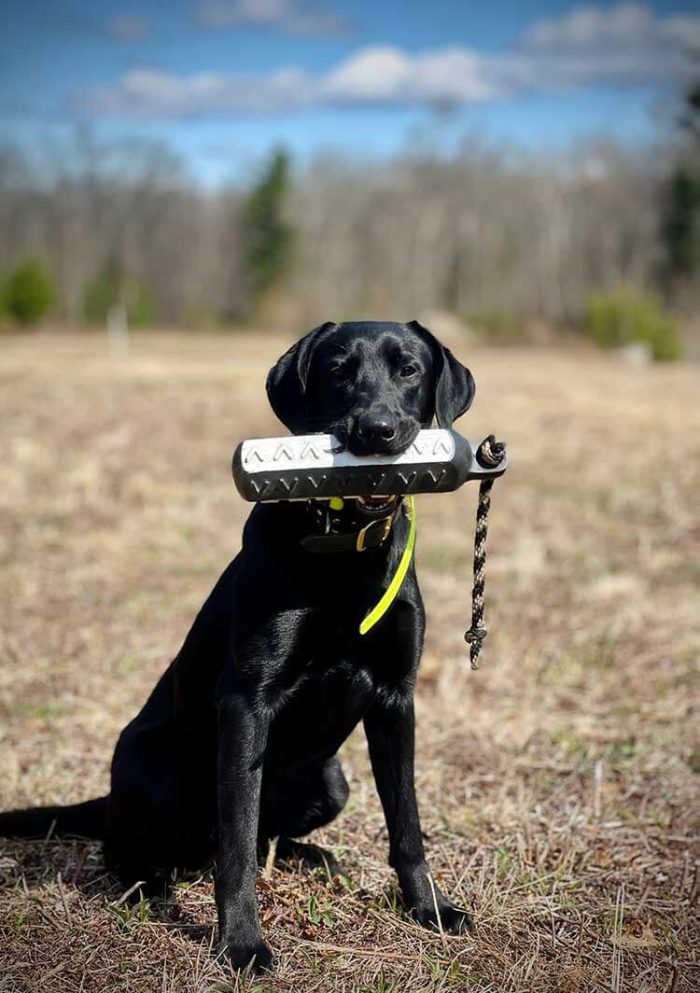 Home Wild River Kennels