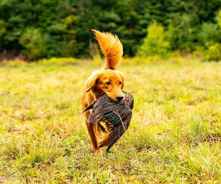 Home Wild River Kennels